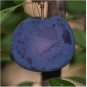 20 PCS Seeds Black Plum Prunus 'Lydecker' Fruit