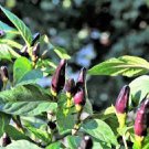 20 PCS Seeds Black Rice Chilli Hot Pepper Vegetable 20 PCS Seeds Black Rice Chilli Hot Pepper Vegetable