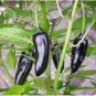 20 PCS Seeds Black Rice Chilli Hot Pepper Vegetable