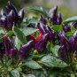 20 PCS Seeds Black Rice Chilli Hot Pepper Vegetable