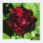 100 PCS Seeds Black Rose Seeds Flower With Red Edge Rare Rose Garden