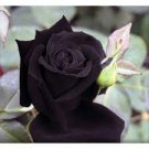 400 PCS Seeds Black Rose Shrub Perennial Flower 400 PCS Seeds Black Rose Shrub Perennial Flower