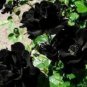 400 PCS Seeds Black Rose Shrub Perennial Flower
