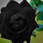 400 PCS Seeds Black Rose Shrub Perennial Flower