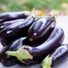 50 PCS Seeds Black Round Eggplant Organic Big Vegetable