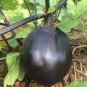 50 PCS Seeds Black Round Eggplant Organic Big Vegetable