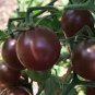 100 PCS Seeds Black Royal Little Cherry Tomato Organic