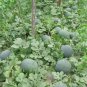 6 PCS Seeds Black Skin Red Inside Round Seedless Watermelon