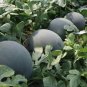 6 PCS Seeds Black Skin Red Inside Round Seedless Watermelon