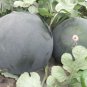 6 PCS Seeds Black Skin Red Inside Round Seedless Watermelon