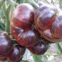 100 PCS Seeds Black Striped Tomato Organic