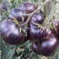 100 PCS Seeds Black Striped Tomato Organic