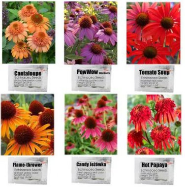 30 PCS Seeds Black Sug Echinacea Purpurea Coneflower Seeds 6 Color Varieties Individual Packages