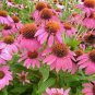 30 PCS Seeds Black Sug Echinacea Purpurea Coneflower Seeds 6 Color Varieties Individual Packages