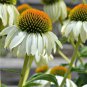 30 PCS Seeds Black Sug Echinacea Purpurea Coneflower Seeds 6 Color Varieties Individual Packages