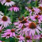 30 PCS Seeds Black Sug Echinacea Purpurea Coneflower Seeds 6 Color Varieties Individual Packages