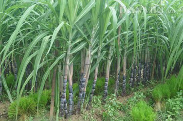 100 PCS Seeds Black Sugar Cane Plant