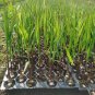 100 PCS Seeds Black Sugar Cane Plant