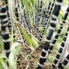 100 PCS Seeds Black Sugarcane Organic Subtropics Plant
