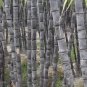 100 PCS Seeds Black Sugarcane Organic Subtropics Plant