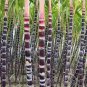 100 PCS Seeds Black Sugarcane Organic Subtropics Plant