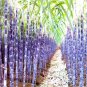 100 PCS Seeds Black Sugarcane Organic Subtropics Plant