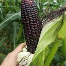 12 PCS Seeds Black Sweet Waxy Corn Fruits