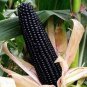 12 PCS Seeds Black Sweet Waxy Corn Fruits