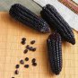 12 PCS Seeds Black Sweet Waxy Corn Fruits