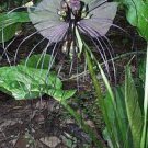 100 PCS Seeds Black Tiger Shall Orchid Flowers Scented Perennial Plants Shade 100 PCS Seeds Black Tiger Shall Orchid Flowers Scented Perennial Plants Shade