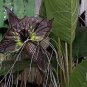 100 PCS Seeds Black Tiger Shall Orchid Flowers Scented Perennial Plants Shade
