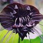 100 PCS Seeds Black Tiger Shall Orchid Flowers Scented Perennial Plants Shade