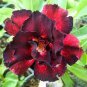 2 PCS Seeds Black to white to red Adenium Flower