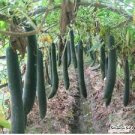 8 PCS Seeds Black Wax Gourd Seed Best Garden Plants Vegetable