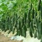8 PCS Seeds Black Wax Gourd Seed Best Garden Plants Vegetable