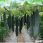 8 PCS Seeds Black Wax Gourd Seed Best Garden Plants Vegetable