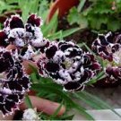 50 PCS Seeds Black White Dianthus Chinensis Chianti Double Flowers 50 PCS Seeds Black White Dianthus Chinensis Chianti Double Flowers