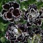50 PCS Seeds Black White Dianthus Chinensis Chianti Double Flowers
