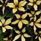 100 PCS Seeds Black Yellow Playmates Petunia Annual Flowers