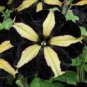 100 PCS Seeds Black Yellow Playmates Petunia Annual Flowers
