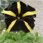 100 PCS Seeds Black Yellow Playmates Petunia Annual Flowers