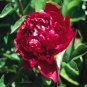 5 PCS Seeds Blackish Red Peony Plant Flower