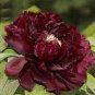 5 PCS Seeds Blackish Red Peony Plant Flower