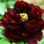 5 PCS Seeds Blackish Red Peony Plant Flower