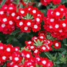 30 PCS Seeds Blood Red Verbena Flower