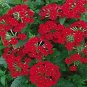 30 PCS Seeds Blood Red Verbena Flower
