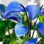 100 PCS Seeds Blue Anthurium andraeanum