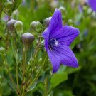 100 PCS Seeds Blue Balloon Flower Bonsai Platycodon Grandiflorus Perennial Bonsai Flower