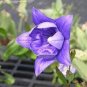 100 PCS Seeds Blue Balloon Flower Bonsai Platycodon Grandiflorus Perennial Bonsai Flower