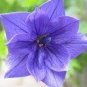 100 PCS Seeds Blue Balloon Flower Bonsai Platycodon Grandiflorus Perennial Bonsai Flower